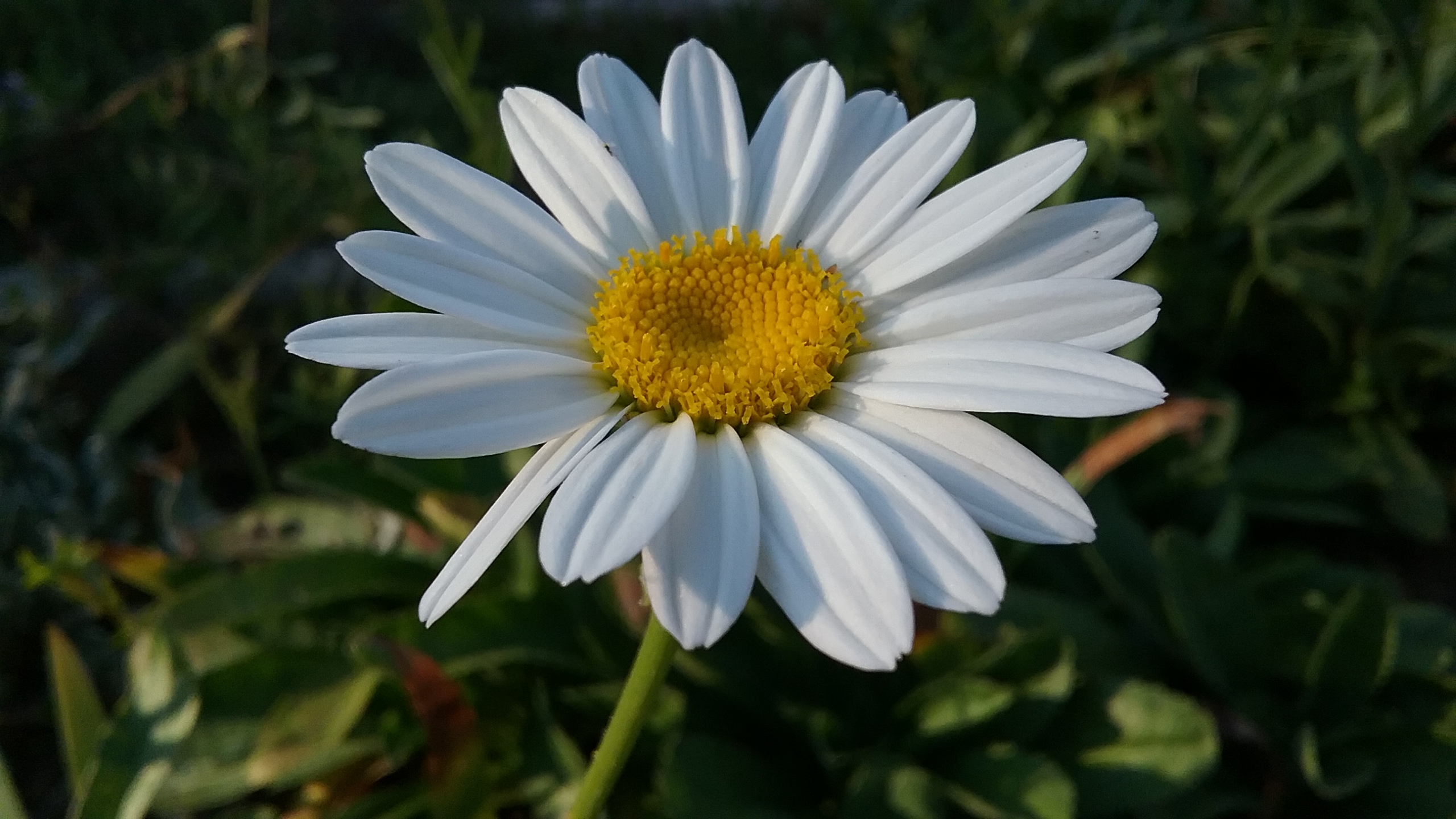 flower flower