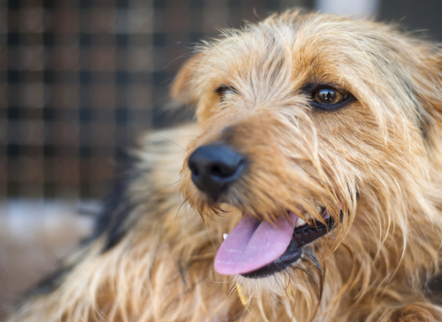 DeKalb County Breaks Ground on New Animal Shelter