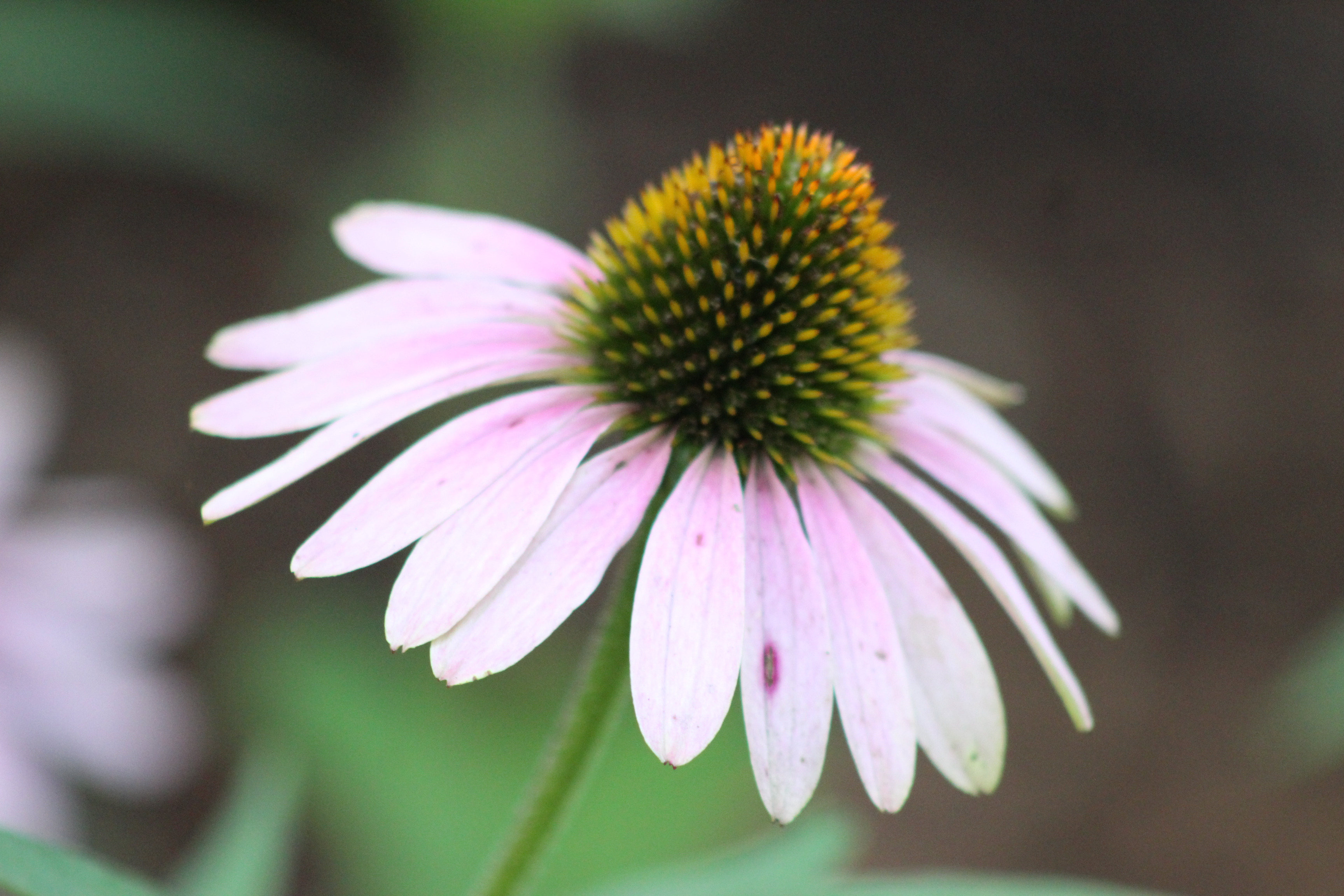 ornamental plant