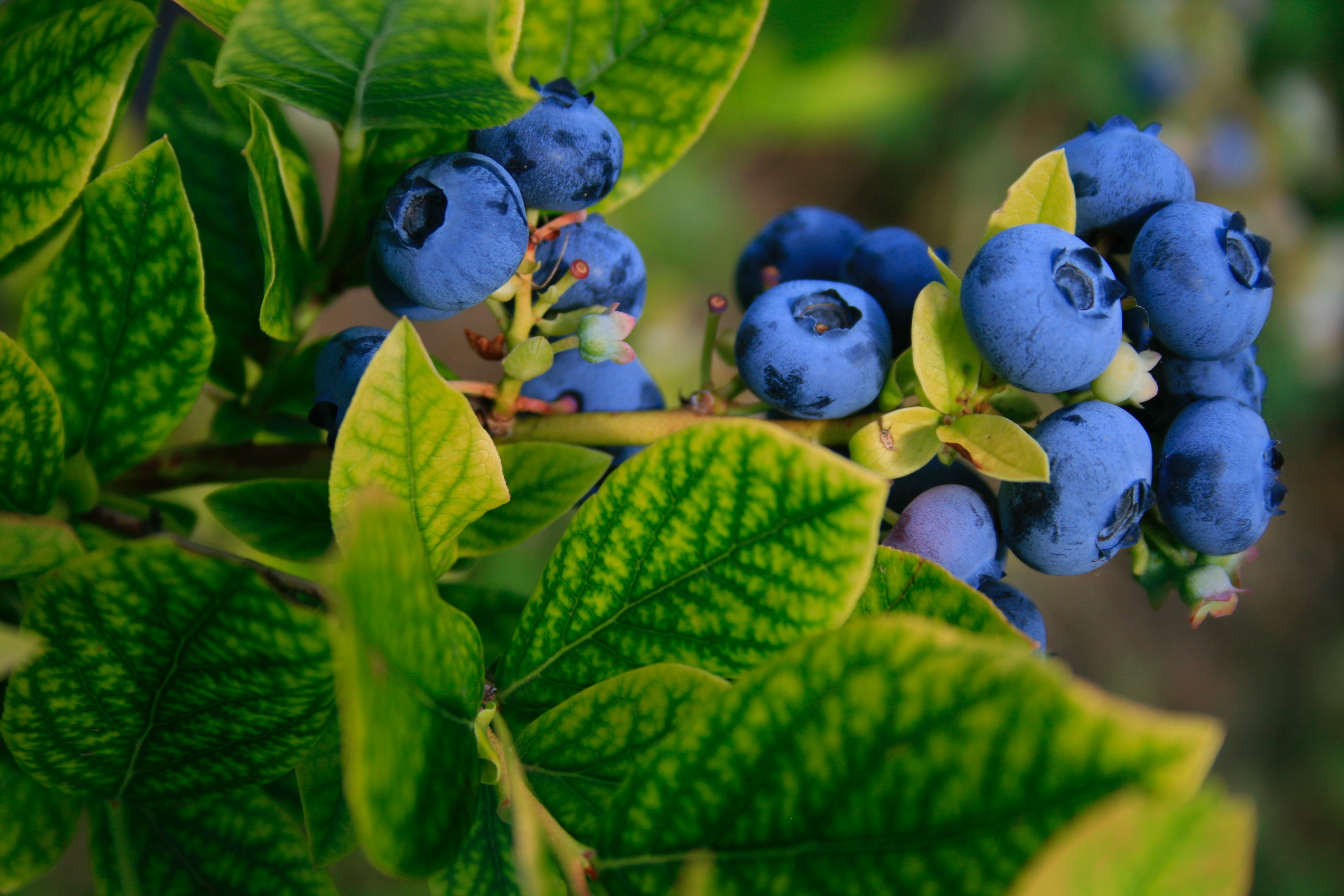 Blueberry Plant