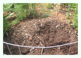 Compost Compost
